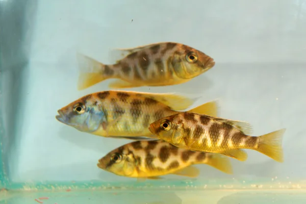 Nimbochromis 水の生物 (水の生物 Hap) — ストック写真