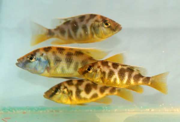 Nimbochromis 水の生物 (水の生物 Hap) — ストック写真