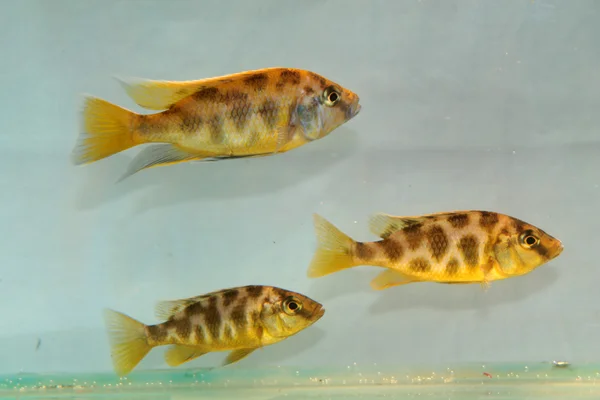 Nimbochromis venustus (Venustus Hap) — Stock fotografie