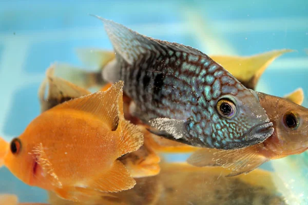 Herichthys carpintis (Green Texas cichlid) — Stock Photo, Image