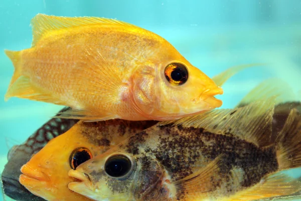 Žlutá cichlid — Stock fotografie