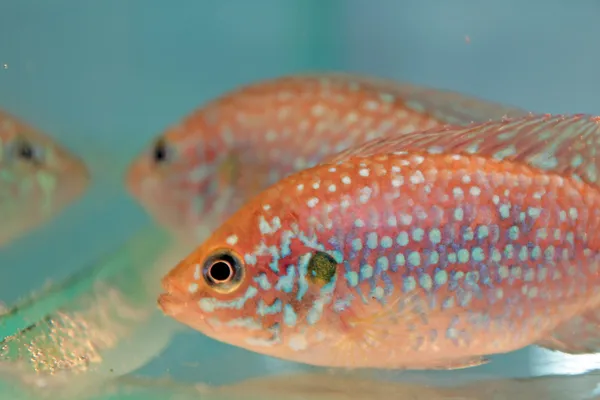 Afrikanska jewelfish (Hemichromis bimaculatus) — Stockfoto