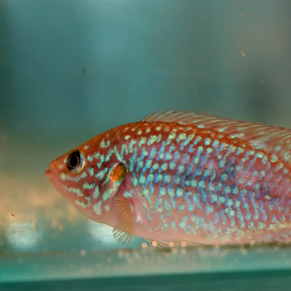 アフリカ jewelfish (Hemichromis フタホシコオロギ) — ストック写真