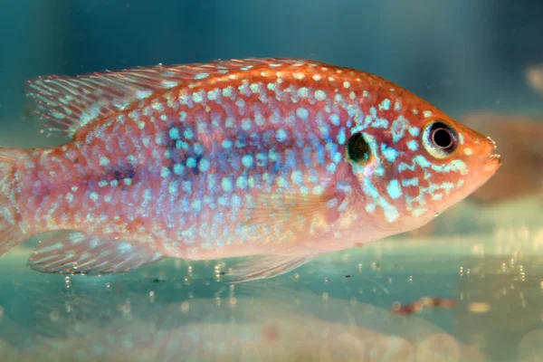 Африканская ювелирная рыба (Hemichromis bimaculatus ) — стоковое фото