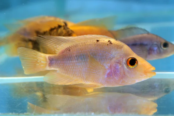 Gelber Buntbarsch — Stockfoto