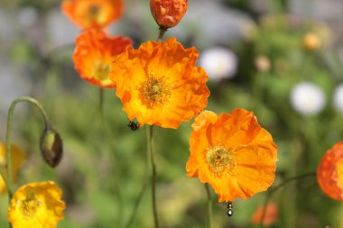 Alp haşhaş (gelincik alpinum)
