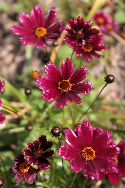 Cosmos bipinnatus (cosmo da giardino ) — Foto Stock