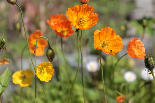 Mak alpejski (Papaver alpejski) — Zdjęcie stockowe