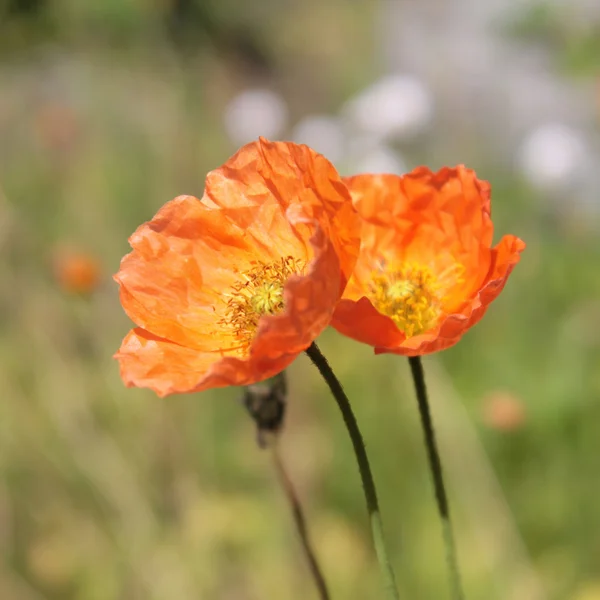 Papoila alpina (Papaver alpinum ) — Fotografia de Stock