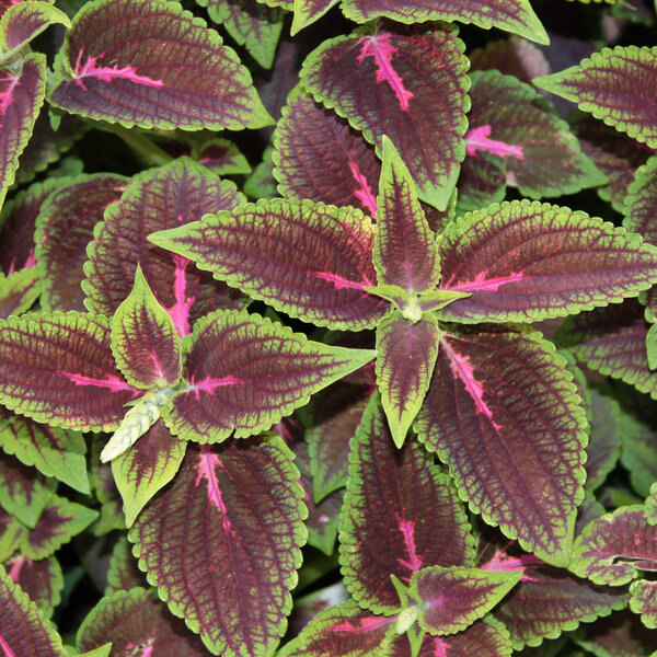 Coleus or Painted Nettle