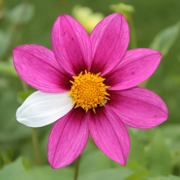 Mutante di fiore — Foto Stock