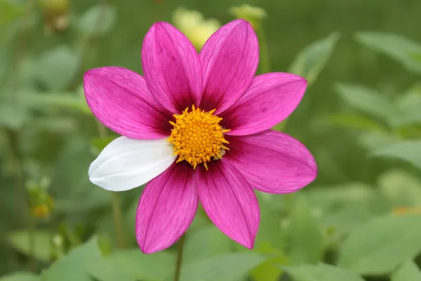 Mutante di fiore — Foto Stock