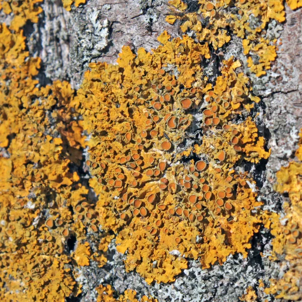 Gemeine orangefarbene Flechte auf Baumrinde — Stockfoto