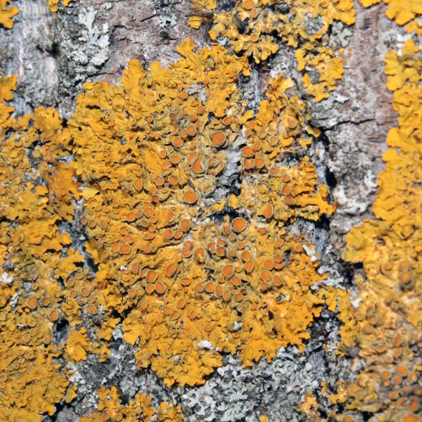 Gemeine orangefarbene Flechte auf Baumrinde — Stockfoto