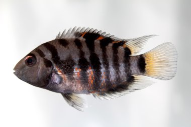 Convict cichlid (Zebra cichlid) clipart