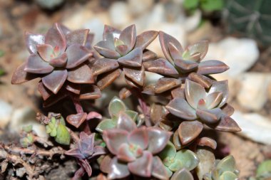 Graptopetalum mendozae