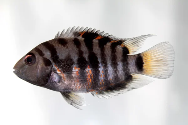 Trestanec cichlid (Zebra cichlid) — Stock fotografie