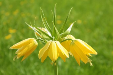 Sarı taç imparatorluk çiçek (Fritillaria imperialis)