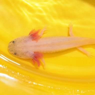 Axolotl!