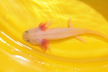 Axolotl!