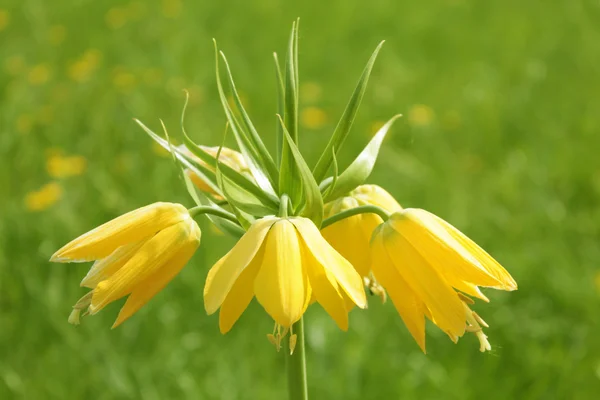 Flor imperial corona amarilla (Fritillaria imperialis ) —  Fotos de Stock