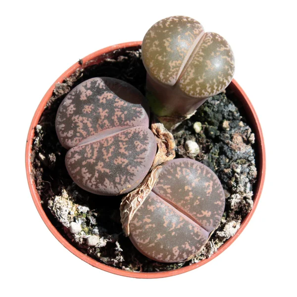 Lithops ou pedras vivas isoladas sobre branco — Fotografia de Stock