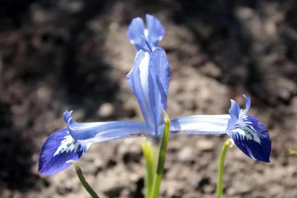 Kleine blauwe iris — Stockfoto