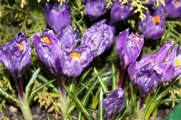 Lente paarse crocus — Stockfoto