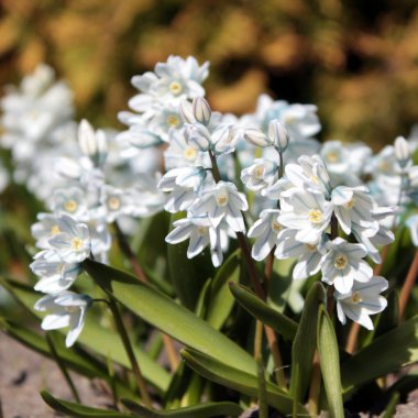 Çizgili Squill (Puschkinia scilloides)