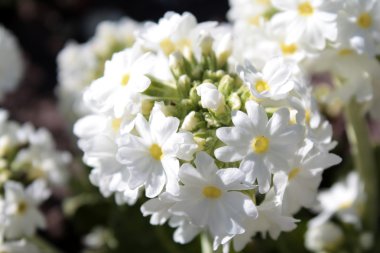 Beyaz baget çuha çiçeği