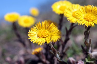 Coltsfoot