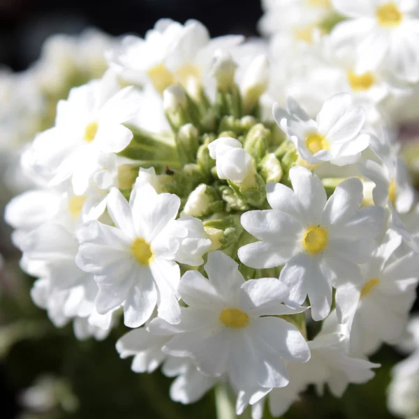 White drumstick primula — Stock Photo, Image