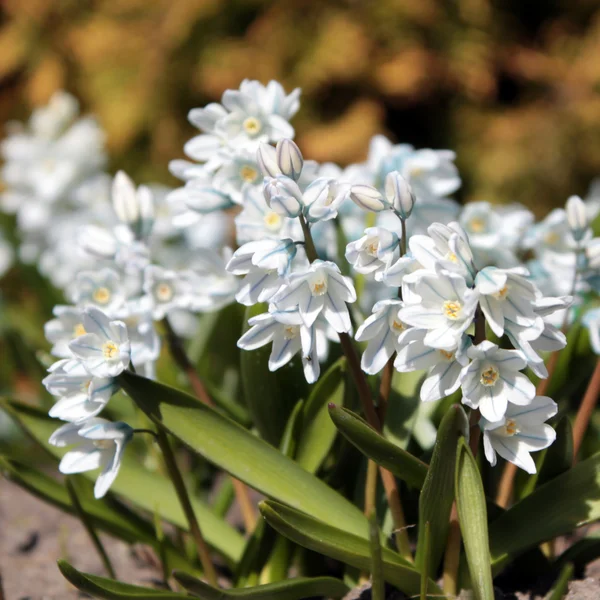 Gestreepte peruviana (Puschkinia scilloides) — Stockfoto