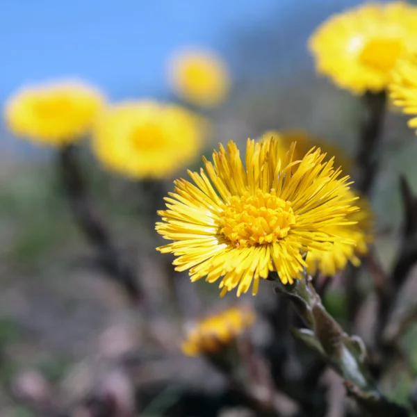 Coltsfoot