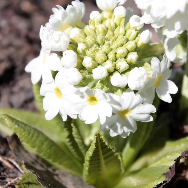 White drumstick primula — Stock Photo, Image