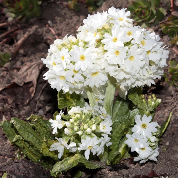 Primula fehér csirkecomb — Stock Fotó
