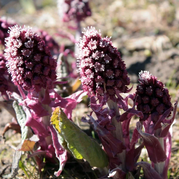 Common Butterbur — Stock Photo, Image