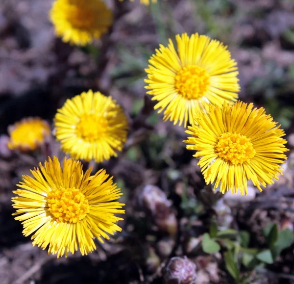 Coltsfoot