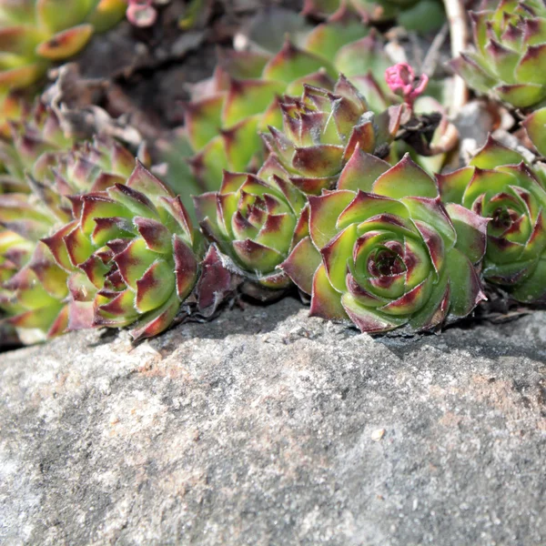 Jovibarba (Hen and chicks)