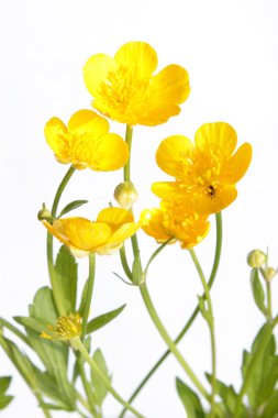 Ranunculus repens (Creeping Buttercup) clipart