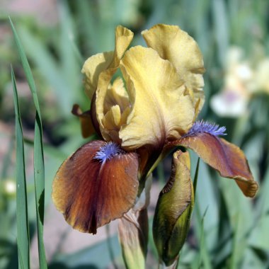 sarı-kahverengi iris