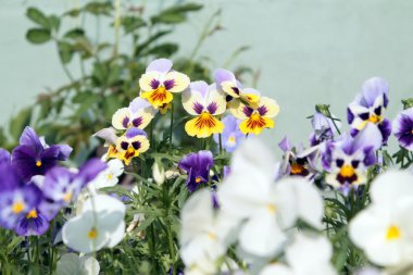 Sarı ve beyaz Hercai Menekşe