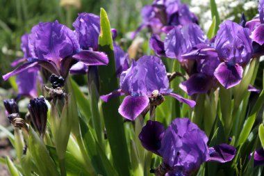 Mor süsen (Iris croatica)