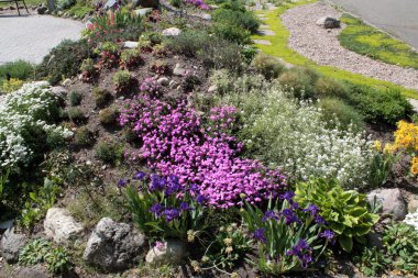 Mor süsen ile Rock Bahçe