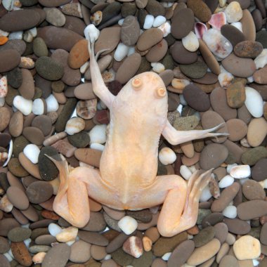 Xenopus laevis (Afrika pençeli kurbağası)
