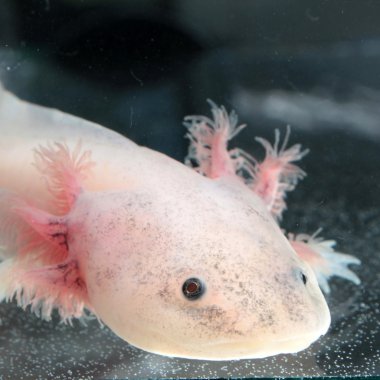 Axolotl!