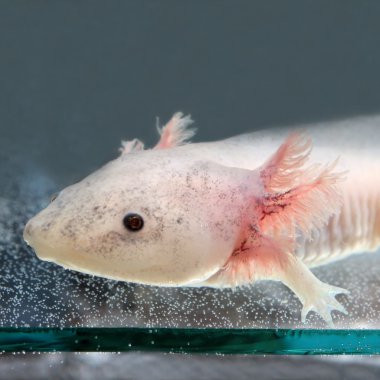 Axolotl!