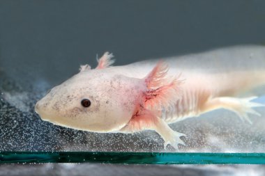 Axolotl!