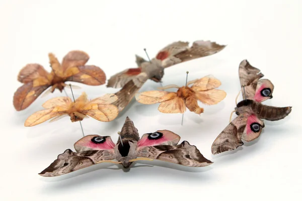 Coleção entomológica de borboletas — Fotografia de Stock