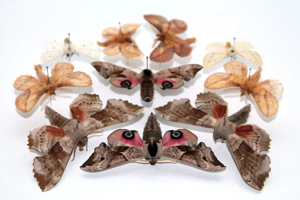 Entomologische Sammlung von Schmetterlingen — Stockfoto